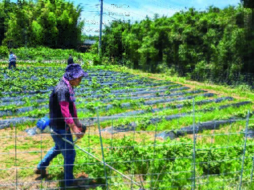 自社農園2