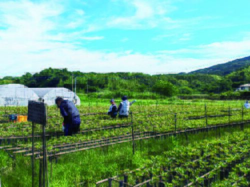 農業（水やり）