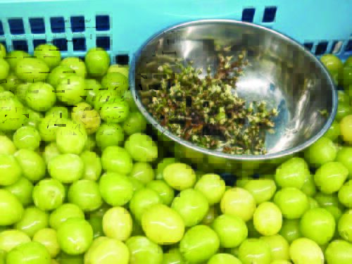 農産物加工の作業風景1