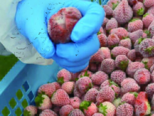 農産物加工の作業風景2