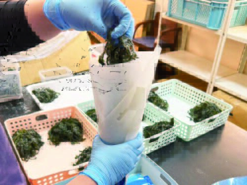 ワカメ封入作業1